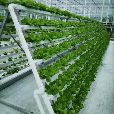 A Type  NFT Hydroponic Growing System