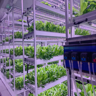 Indoor Vertical Farming Plant Factory