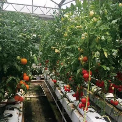 ​Substrate PVC Gutter Cultivation System