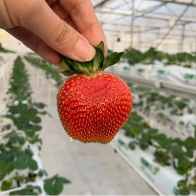 Strawberry Tomato Cucumber Gutter System