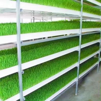 Hydroponic Fodder Growing Trays System