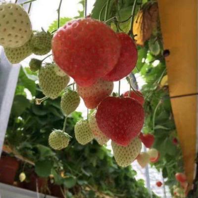 Strawberry Growing System NFT Channels